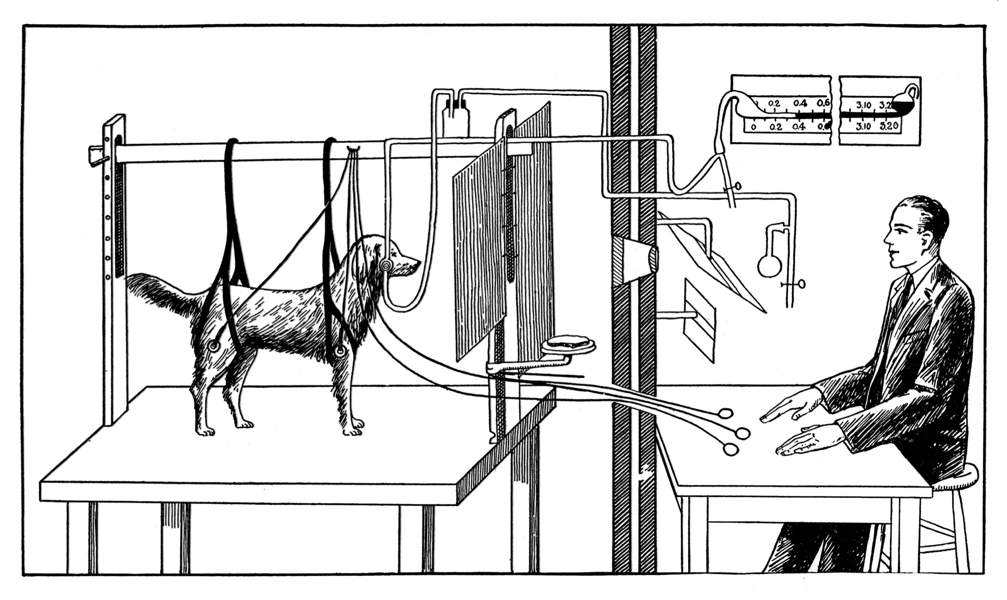 A line drawing of Pavlov’s experiment with a dog