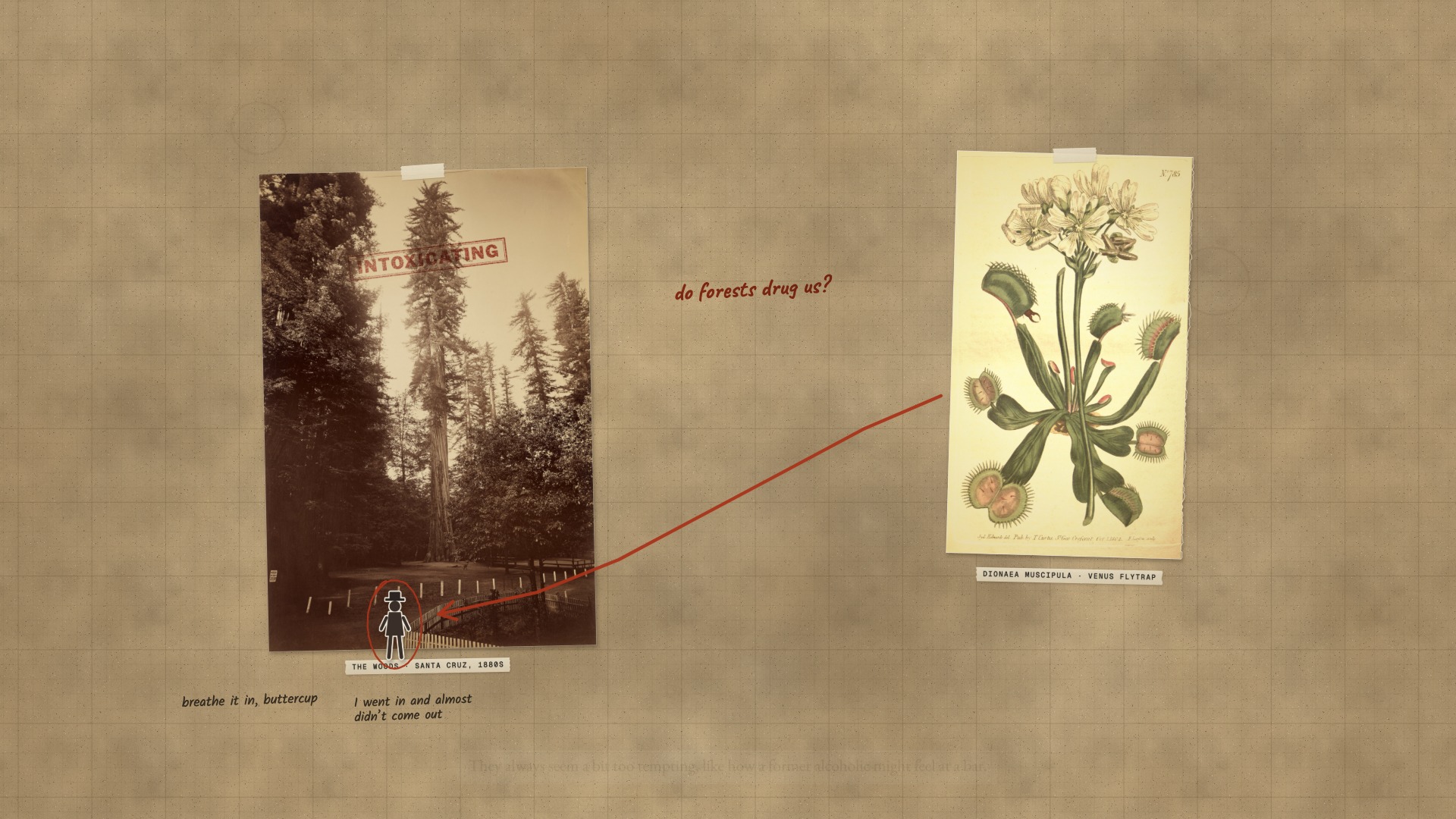 A paper board: a paper figure walks into Carleton Watkins’ redwood grove, a Venus flytrap plate at the right, a marker arrow between them, and the stamp INTOXICATING.