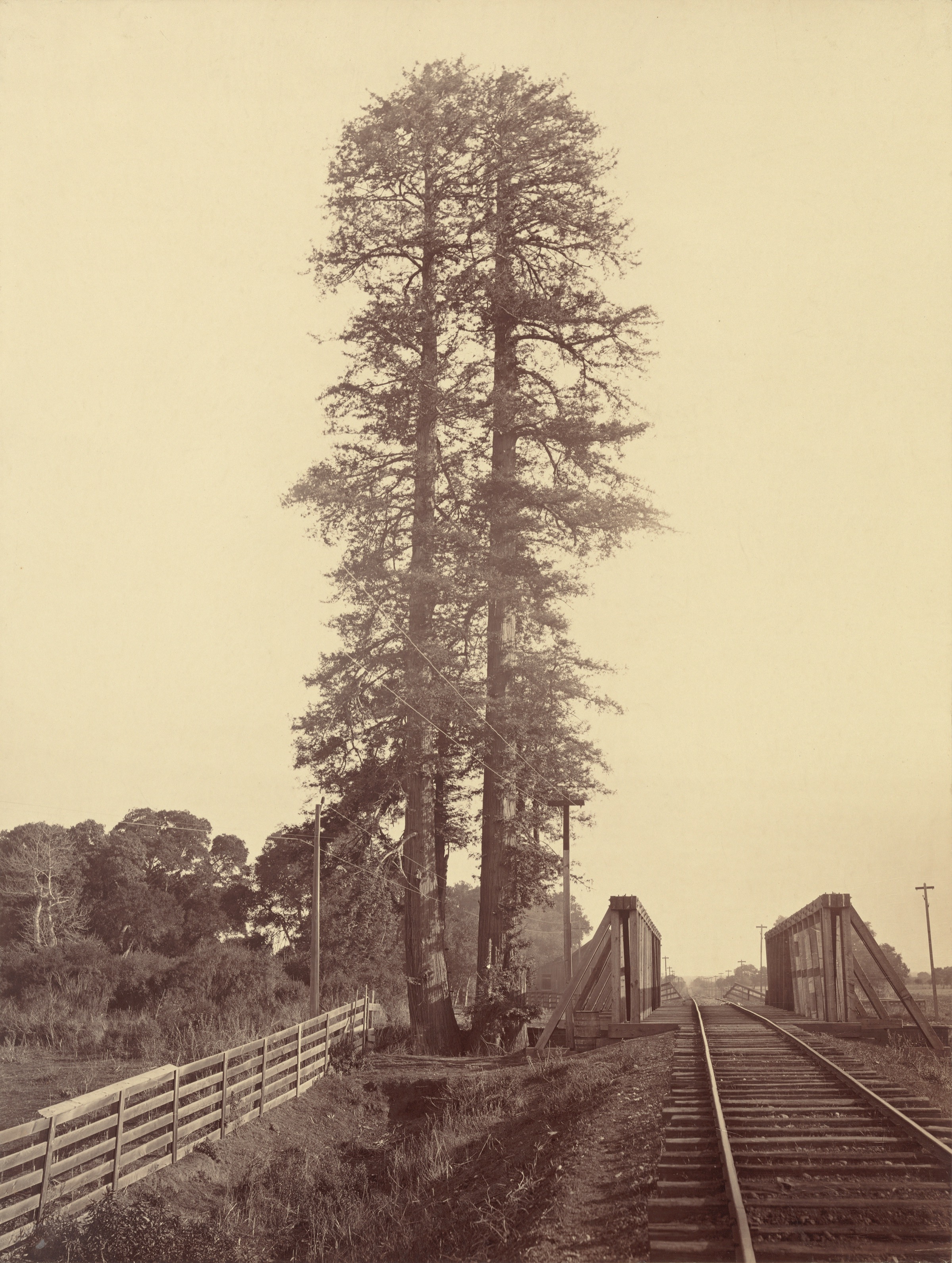 Carleton Watkins’ 1870 photograph of two redwoods rising from one base beside a railway at Palo Alto, a plank fence along the track and a trestle bridge behind them.
