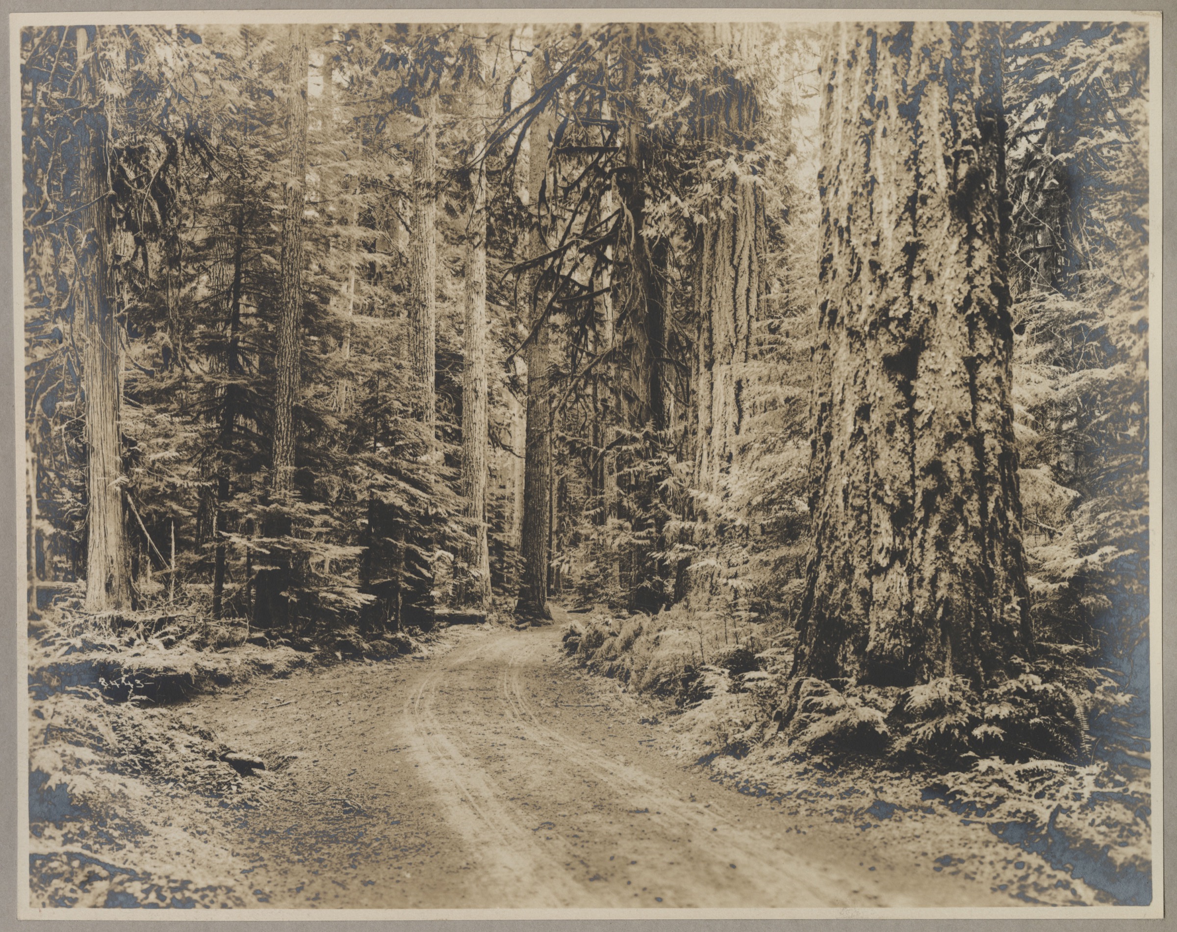 A sepia photograph from about 1925 of a dirt road curving into a Washington forest, tall conifers with heavy undergrowth veiling their trunks and one great trunk at the right.