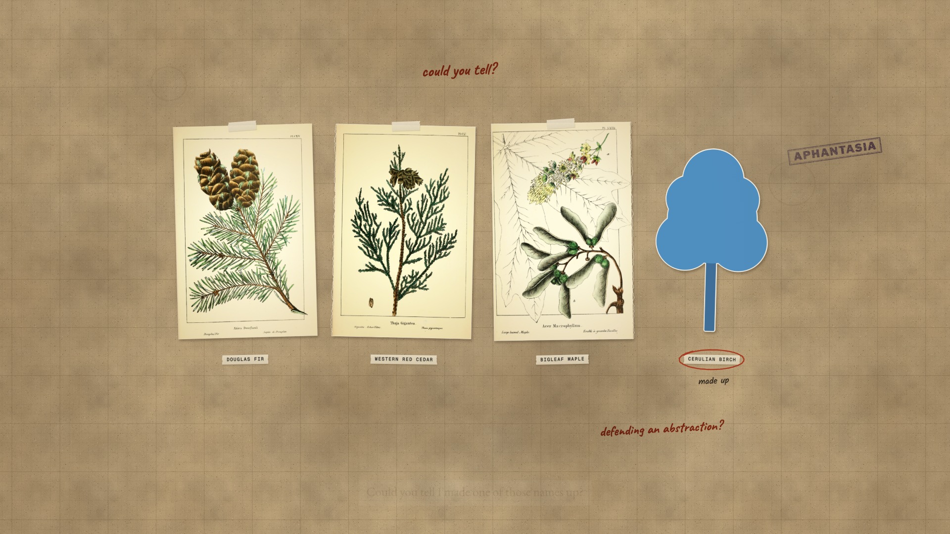 A paper board: three botanical plates labelled Douglas Fir, Western Red Cedar and Bigleaf Maple, and a blank blue paper tree labelled Cerulian Birch, its label ringed, stamped APHANTASIA.